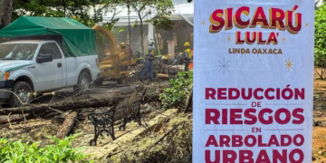 Gobierno de Oaxaca de Juarez prioriza el cuidado del arbolado del Paseo Juárez El Llano